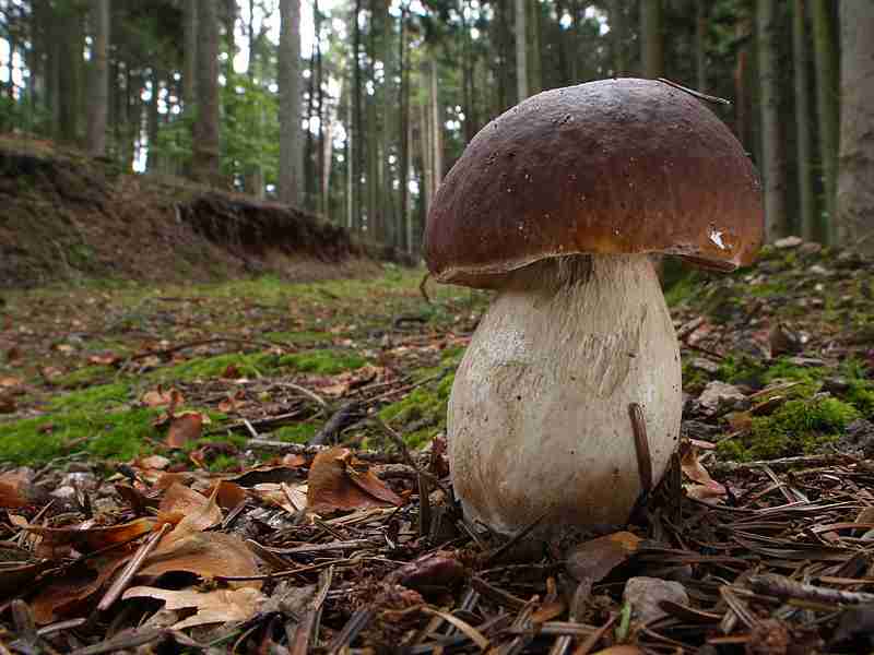  Image name: 00_223 Porcino.jpg 
 width: 800 pixel 
 height: 600 pixel 
 Size: 39422 bytes 
 Click to enlarge 